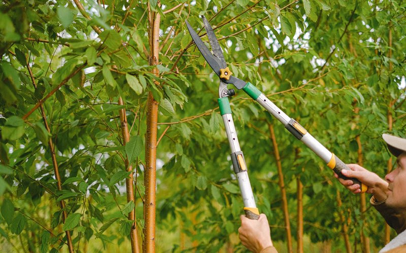 Tree trimming in Swatara, MN